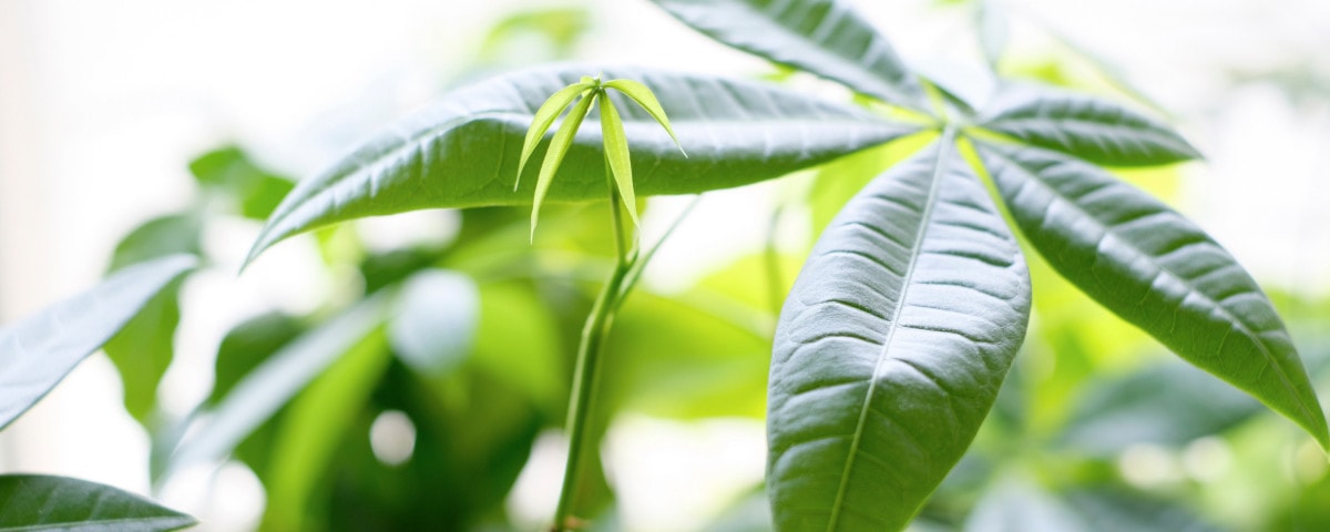 Passeport des plantes :  Pachira aquatica