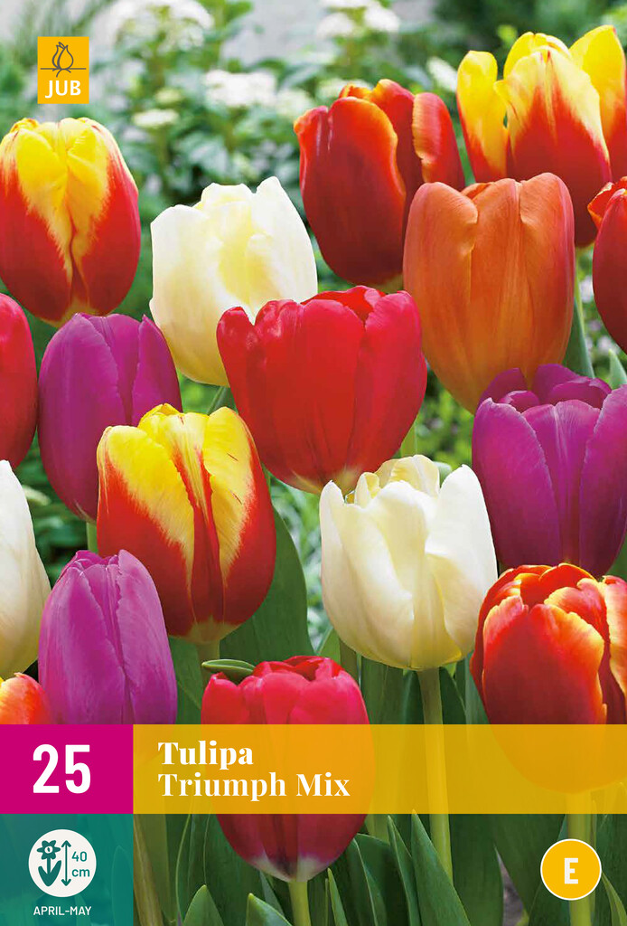 X 25 Tulipa Triumph Mix