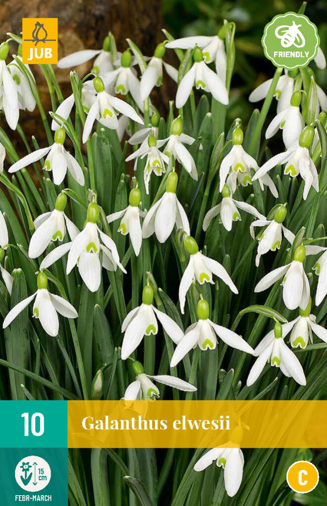 Galanthus elwesii