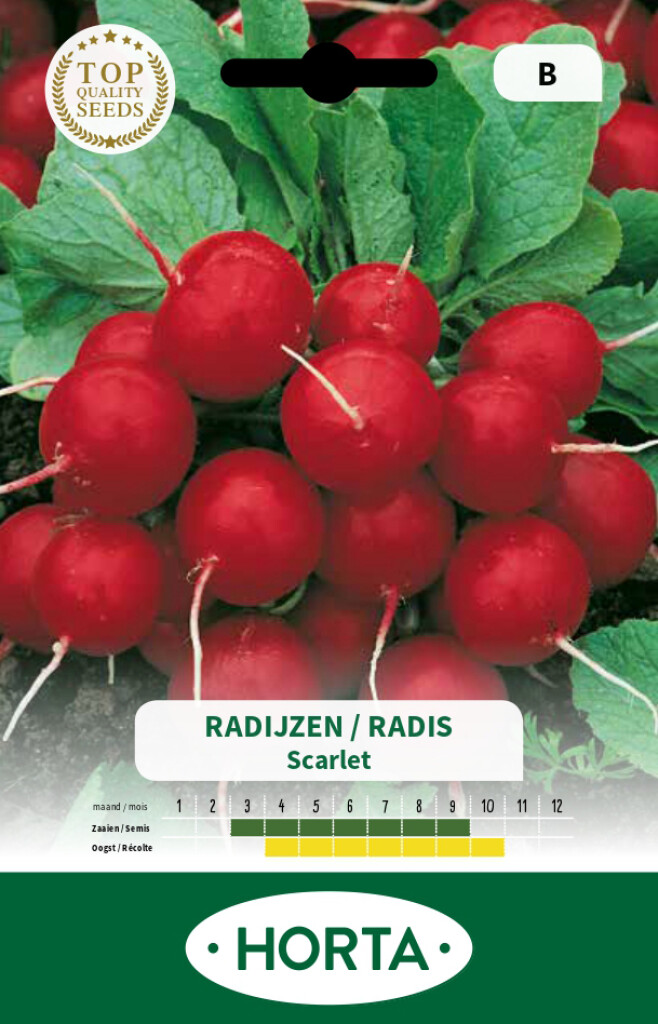 Radijs ronde rode