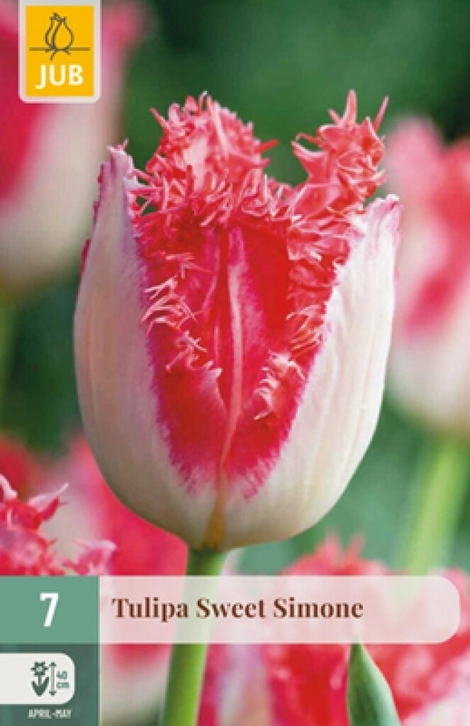X7 Tulipa Sweet Simone