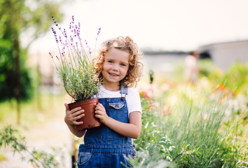 Lavendel Lavendel