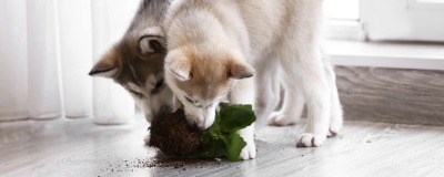 Gevaarlijk eten hond