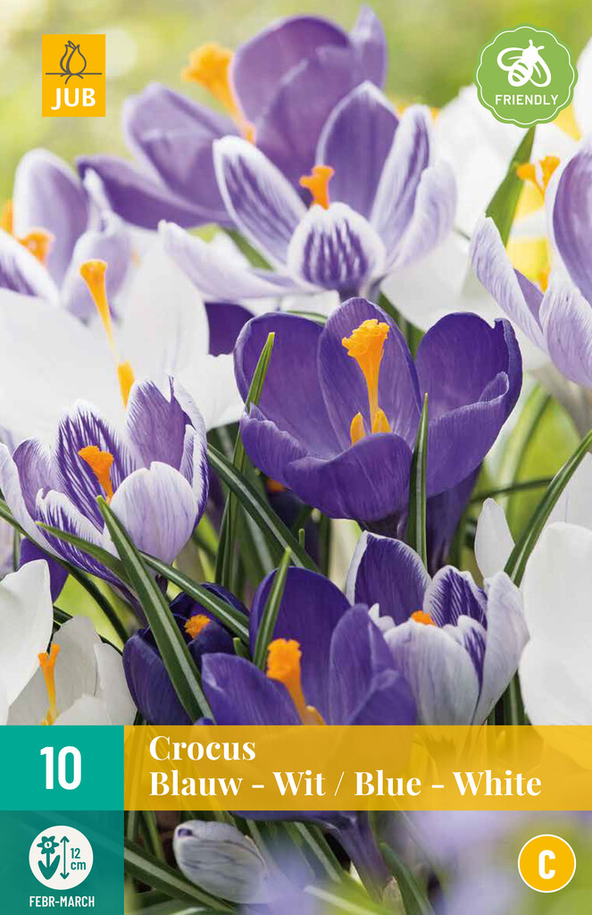X 10 Crocus Blauw-Wit