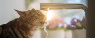 Kat aan het drinken krijgen