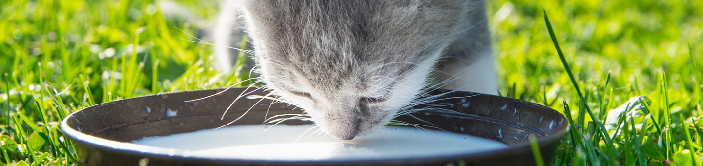 Melk voor katten