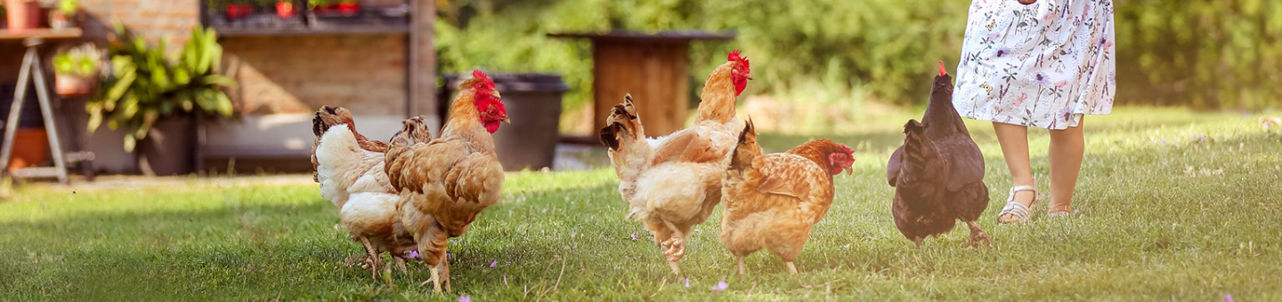 Aliments interdits aux poules
