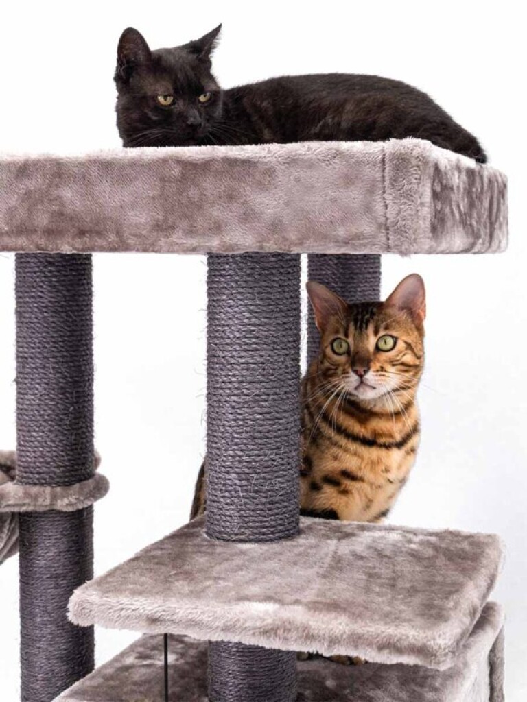 Cleopatra 134 Krabpaal Cappuccino