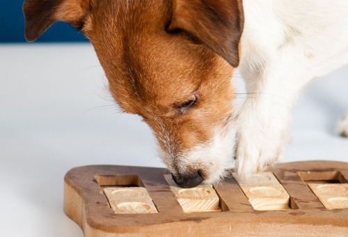 Jeux de réflexion pour les chiens Jeux de réflexion pour les chiens