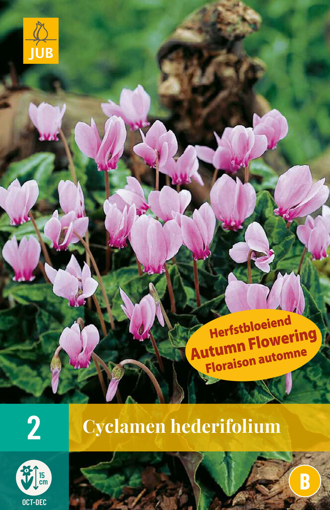 X 2 Cyclamen hederifolium