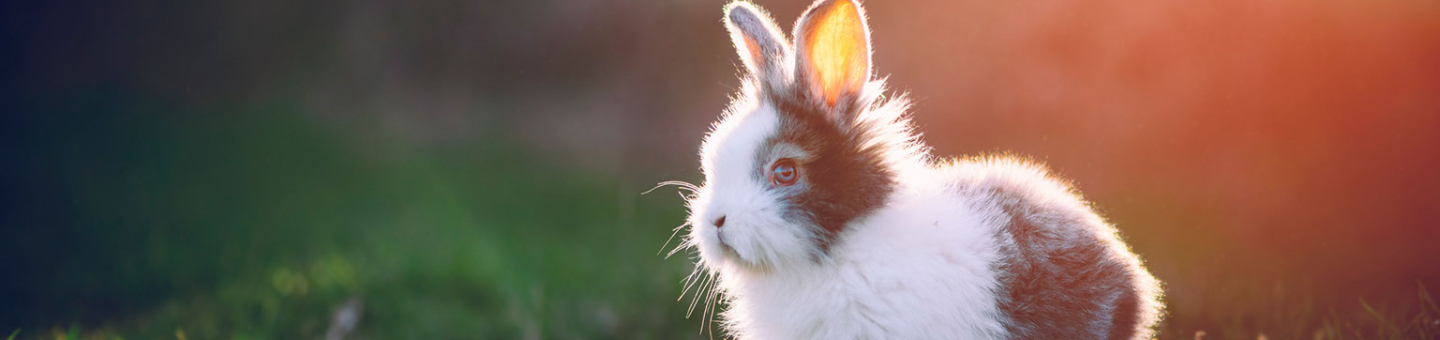 Matériel pour lapins