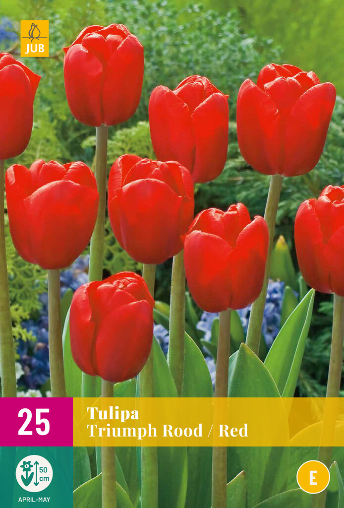 X 25 Tulipa Triumph Rood