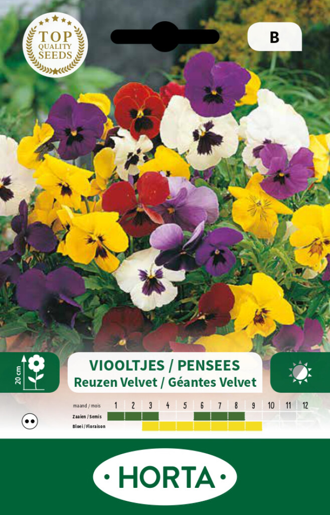 Viola (pensée) géante de Suisse Velvet varié