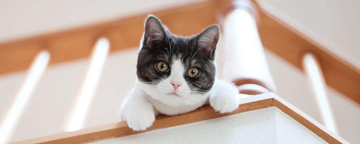 Votre chat : prédateur ou nounours ?