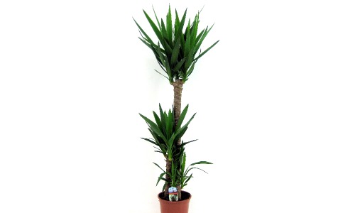 Yucca