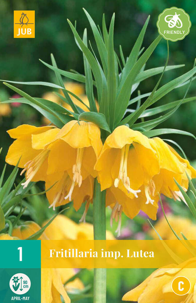 X 1 Fritillaria imp. Lutea