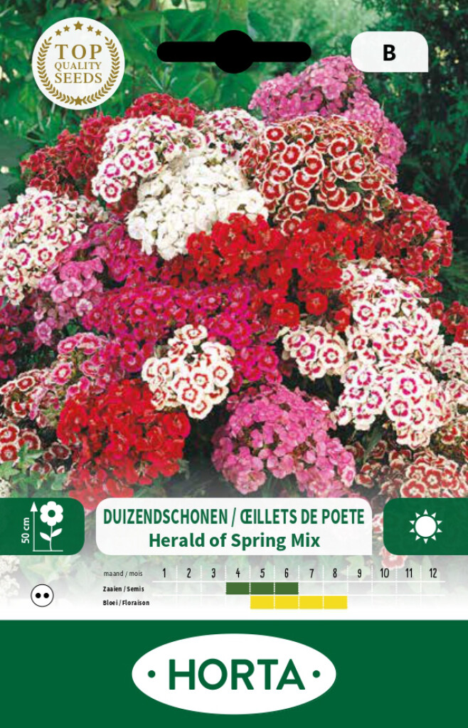 Dianthus Barbatus (duizendschoon) Herald of Spring