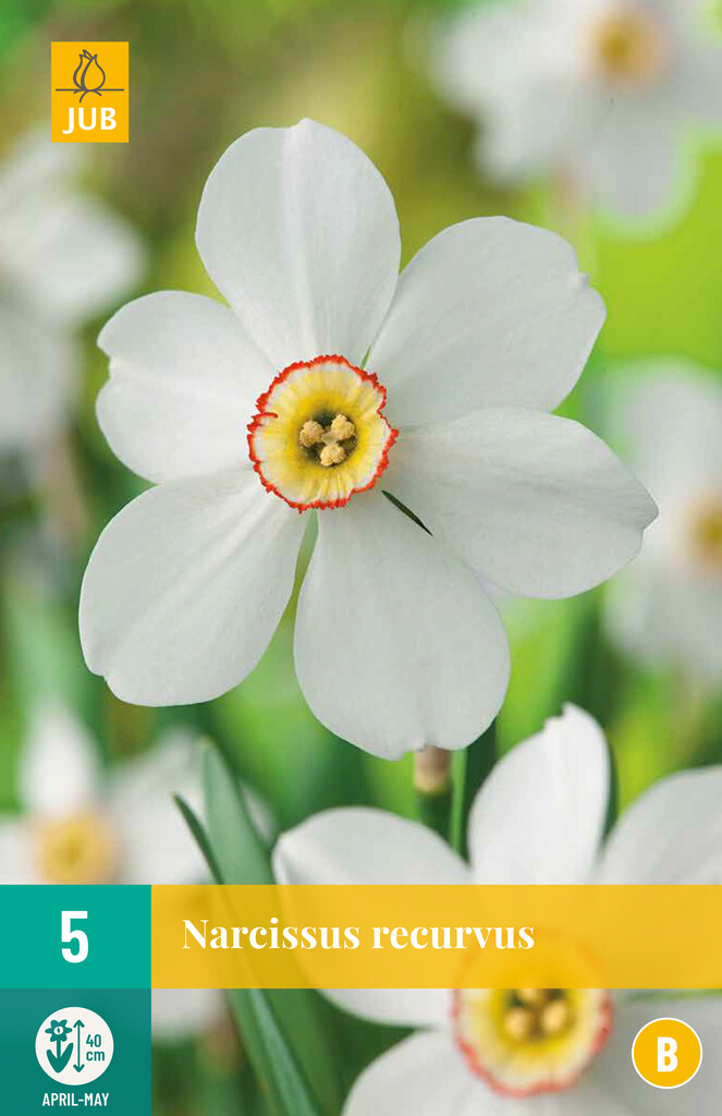 X 5 Narcissus recurvus