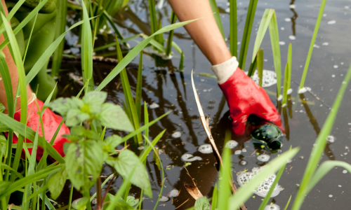 prélever un échantillon d’eau