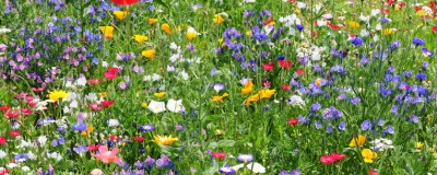 Tover je gazon om tot een grasland vol bloemen Tover je gazon om tot een grasland vol bloemen