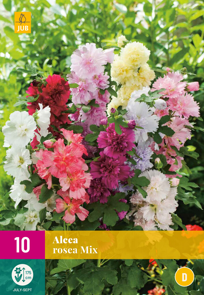 X 10 ALCEA ROSEA MIX