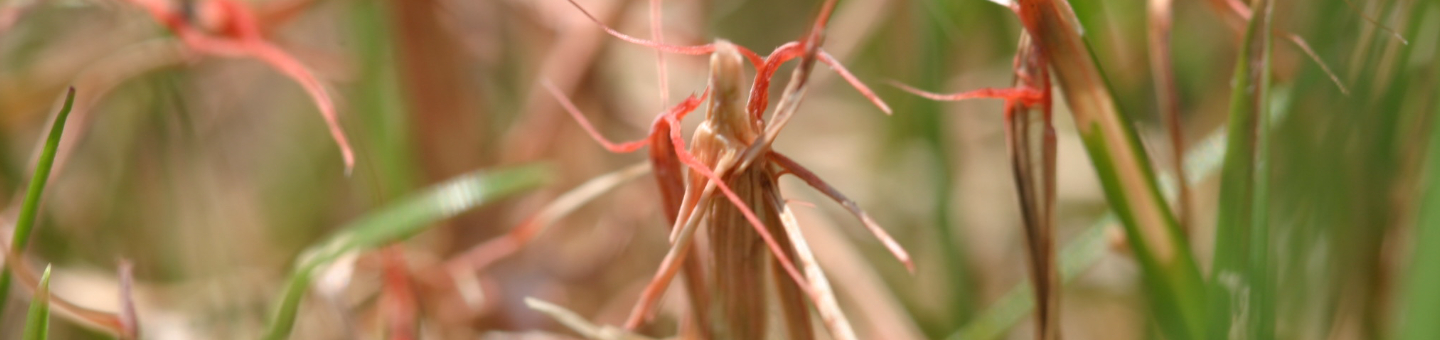 Rooddraad in je gazon bestrijden