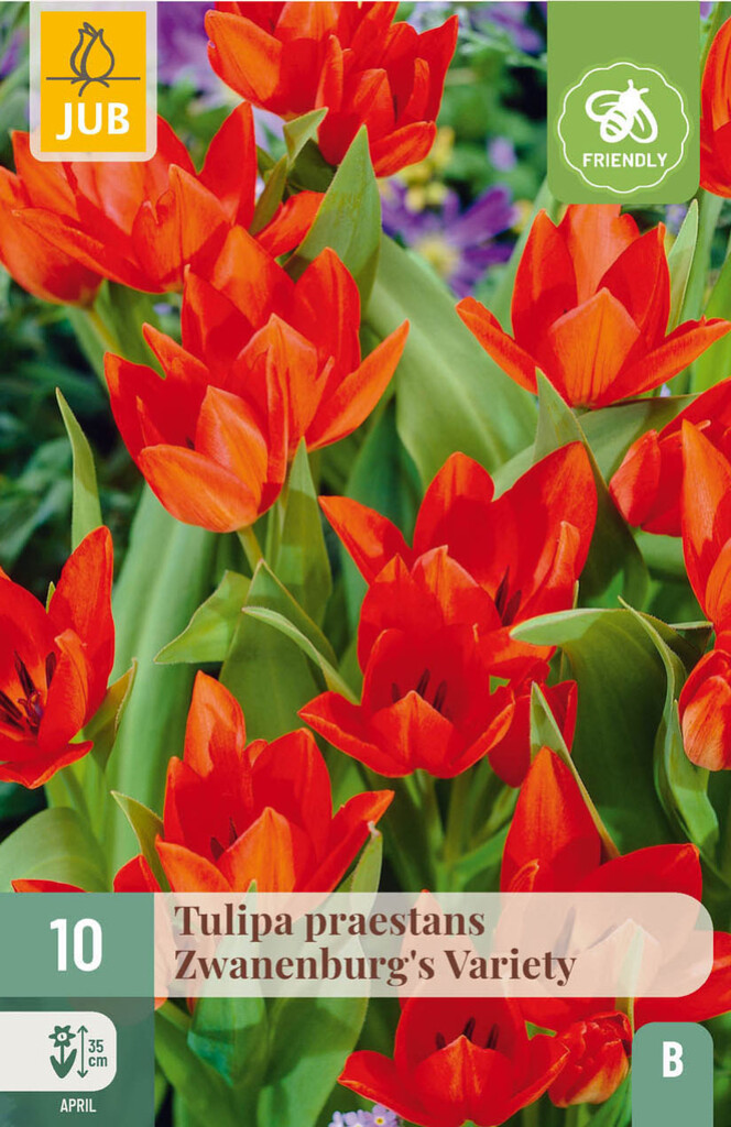 X10 Tulipa Praestans Zwanenburg Variety 8/9