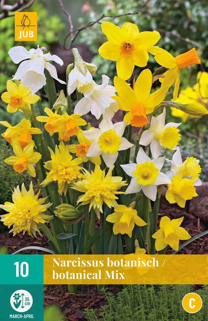 X 10 Narcissus Botanisch Mix
