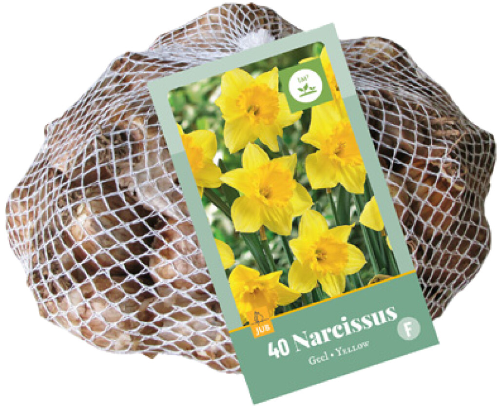 X 40 Narcissus Geel 10/12