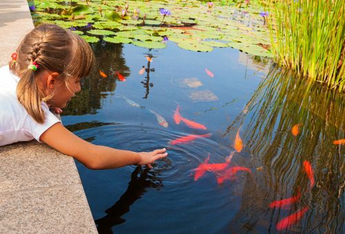 Een gemengde vijver met planten en vissen