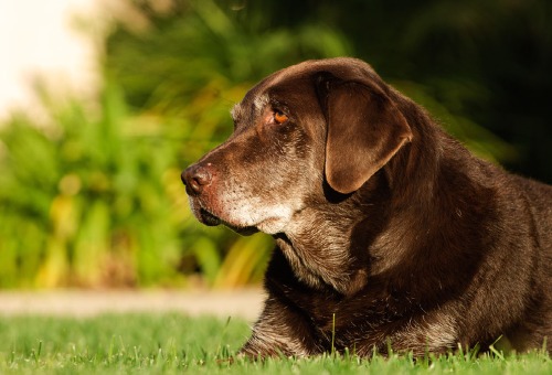 Het juiste gewicht voor je hond