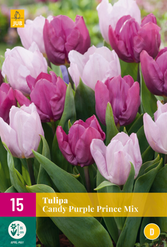 X 15 Tulipa Candy Purple Prince Mix 11/12