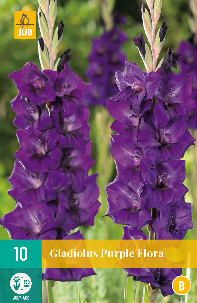 X10 Gladiolus Purple Flora