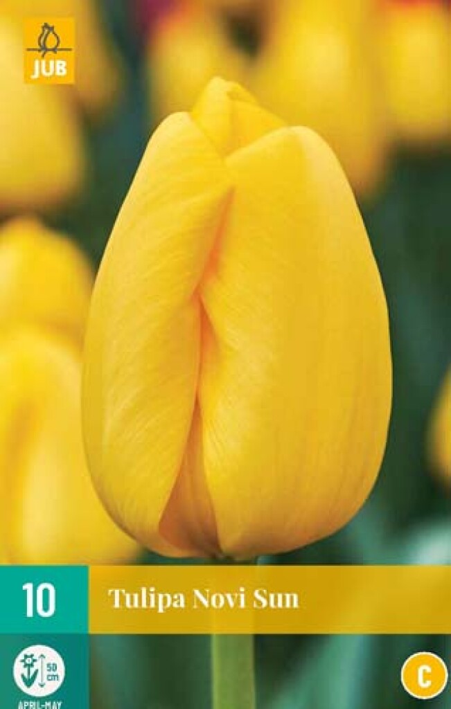 X 10 Tulipa Novi Sun 11/12