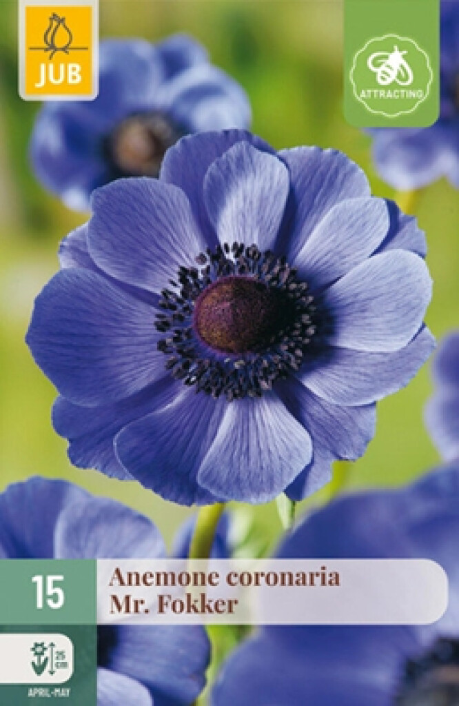 X15 Anemone Coronaria Mr. Fokker Nj