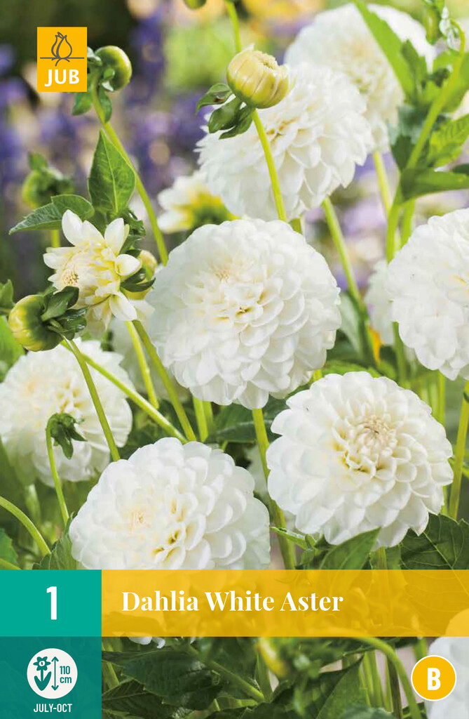 X1 Dahlia White Aster