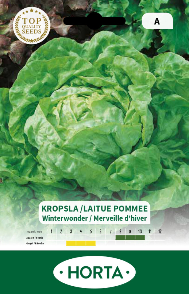 Laitue pommée Merveille d'hiver