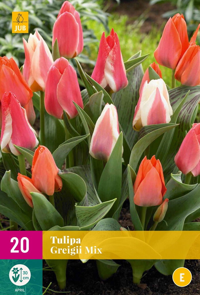 X 20 Tulipa Greigii Mix