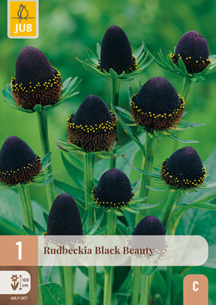 X1 Rudbeckia Black Beauty