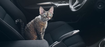 Katten in de auto Katten in de auto