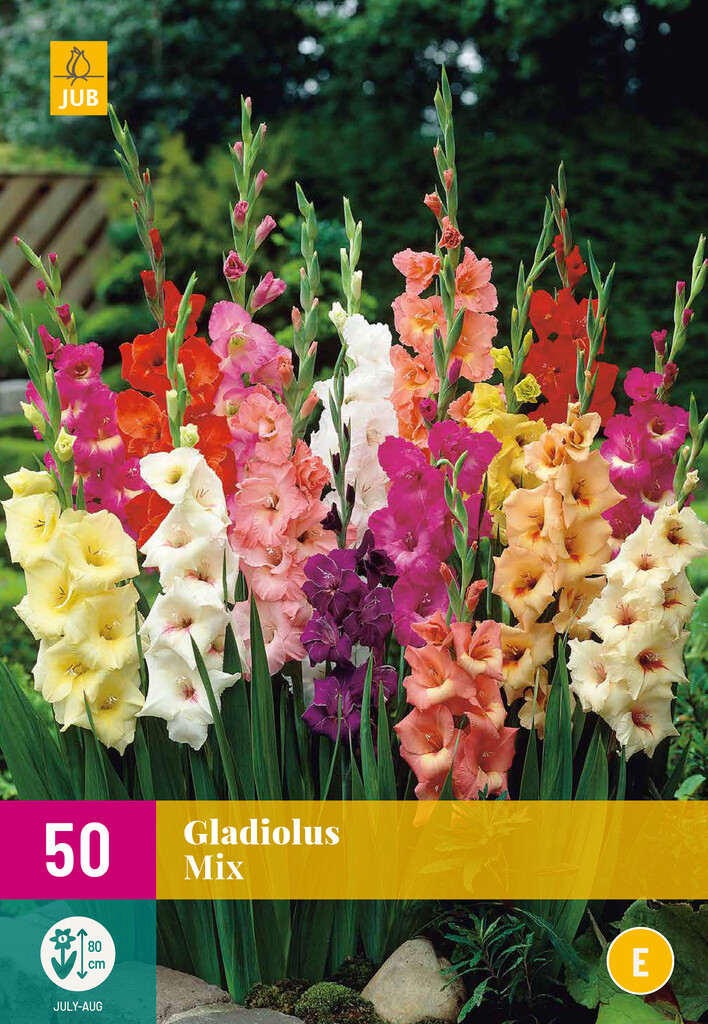 X 50 GLADIOLUS MIX X 50 GLADIOLUS MIX