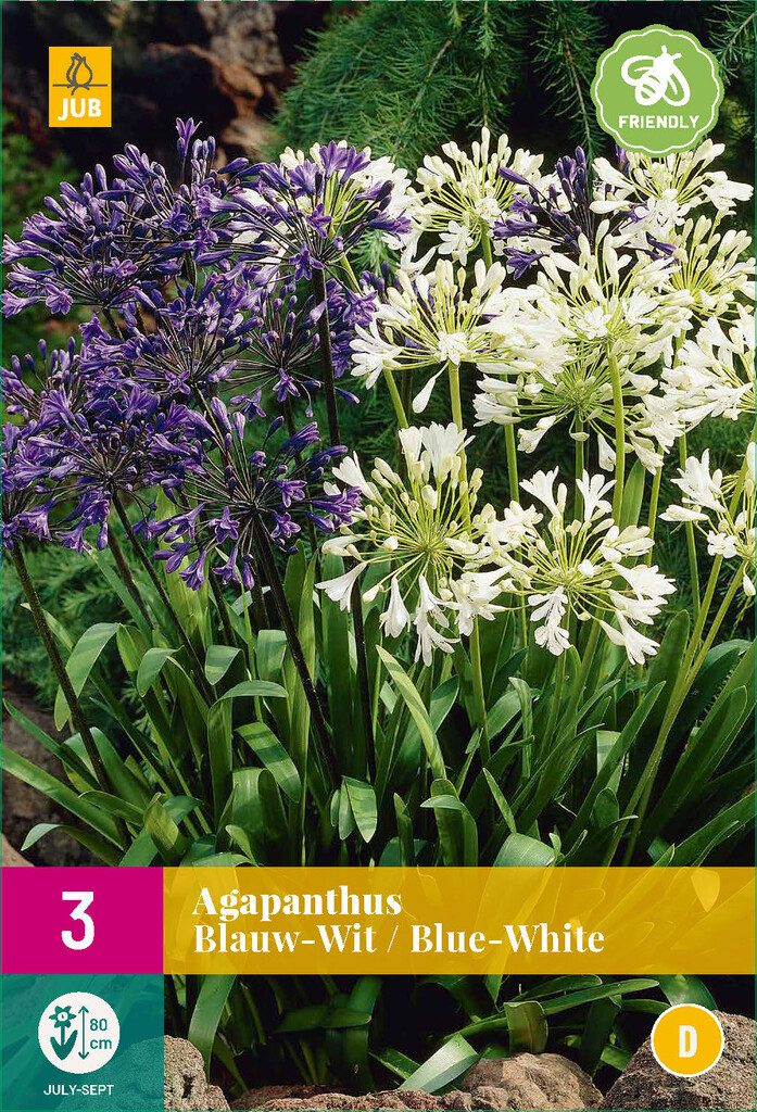 X3 Agapanthus Blauw-Wit