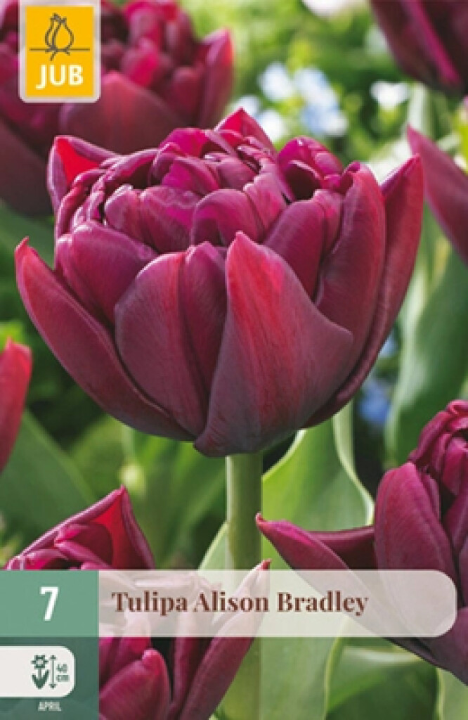 X7 Tulipa Alison Bradley