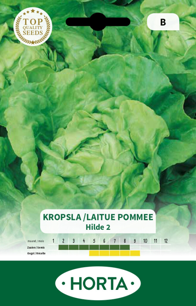 Laitue pommée Hilde 2 Laitue pommée Hilde 2