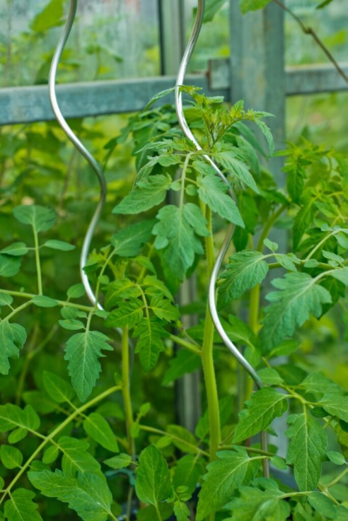Tuteur tomate spirale Ø6mm180cm surface lisse