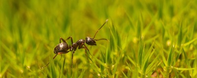 Lutter contre les fourmis dans votre gazon