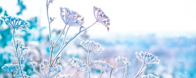 Tuin per maand - januari Tuin per maand - januari