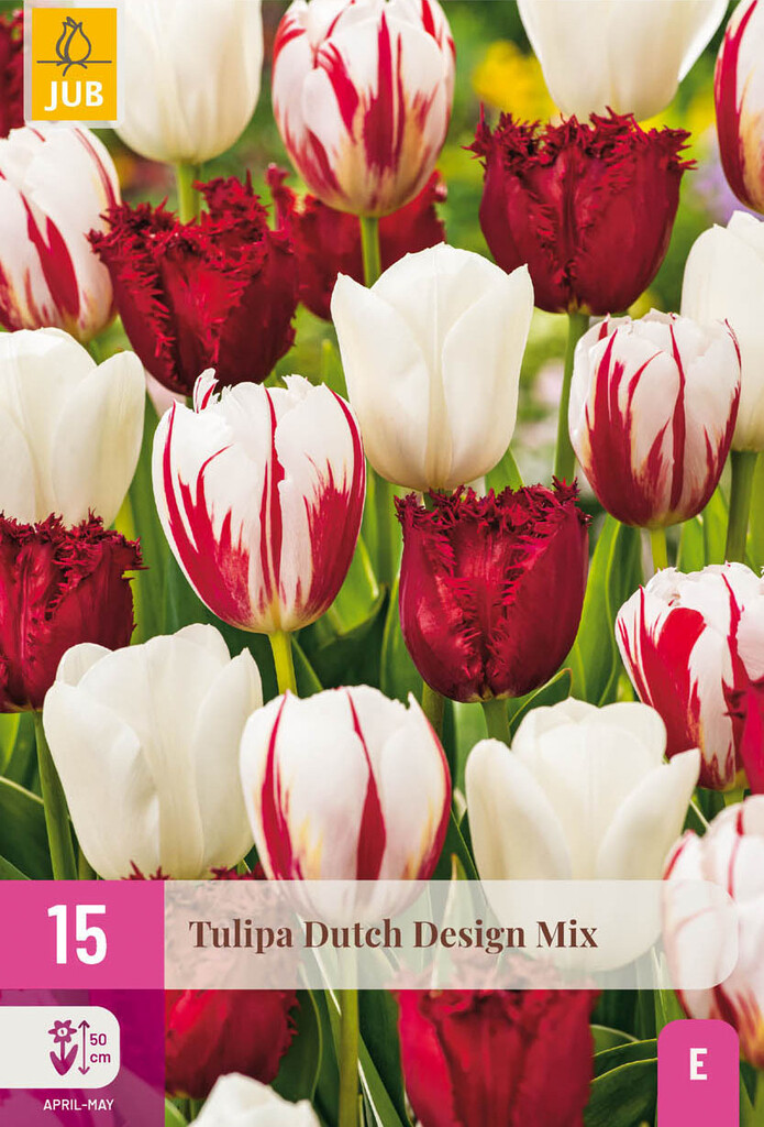 X15 Tulipa Dutch Design Mix 11/12