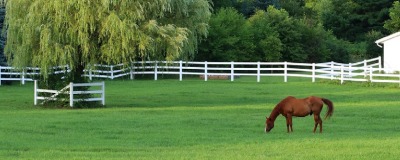 Paardenweide Paard in de weide