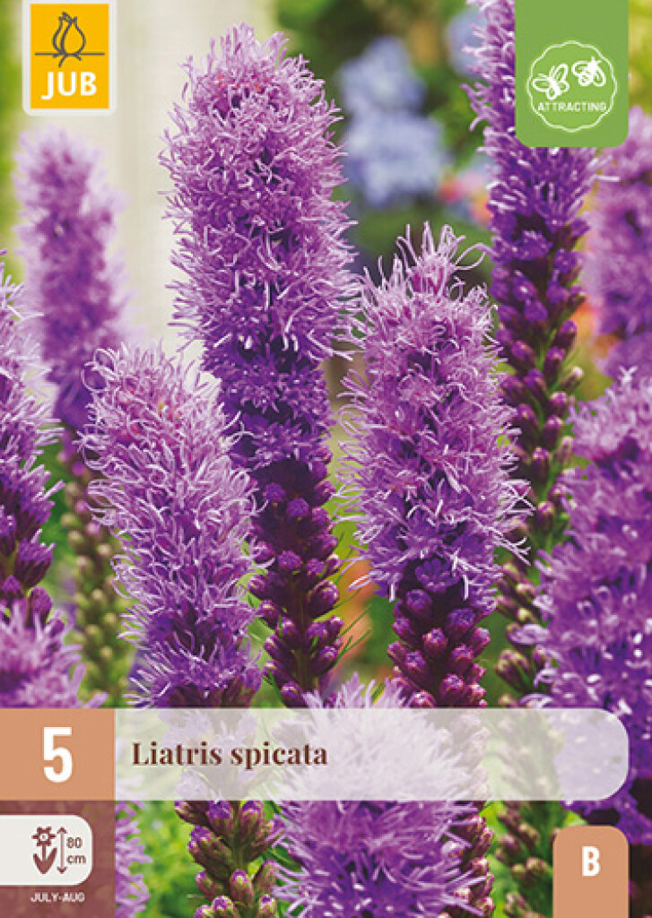 X5 Liatris Spicata